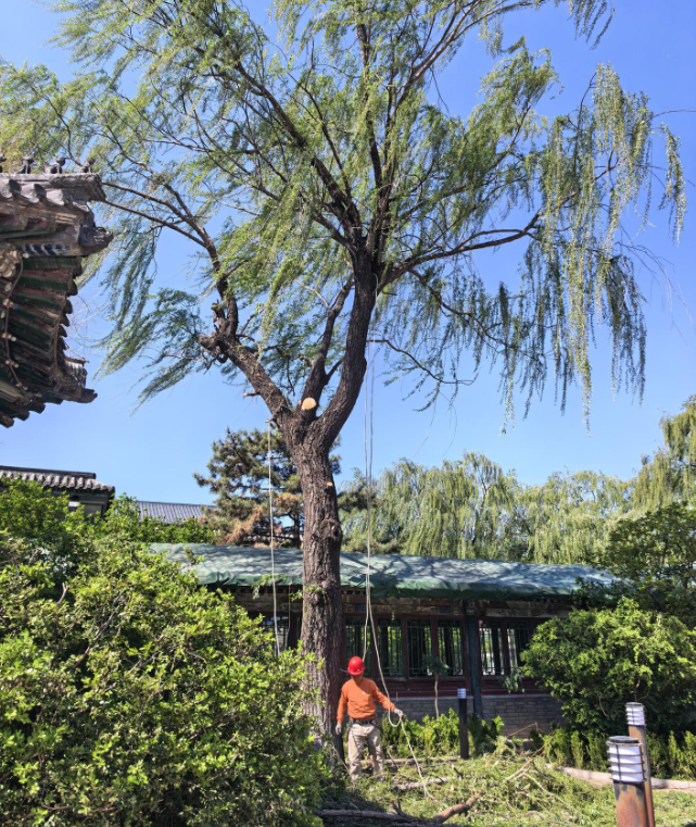 北京树木隐患处理,修树伐树砍树公司电话,一站式解决方案2 北京树木隐患处理,修树伐树砍树公司电话,一站式解决方案2